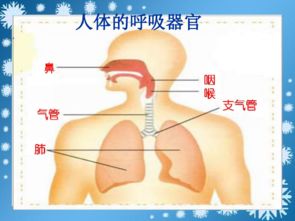 鼻子是身体的一个呼吸器官 当然鼻 信息图文欣赏 信息村 K0w0m Com