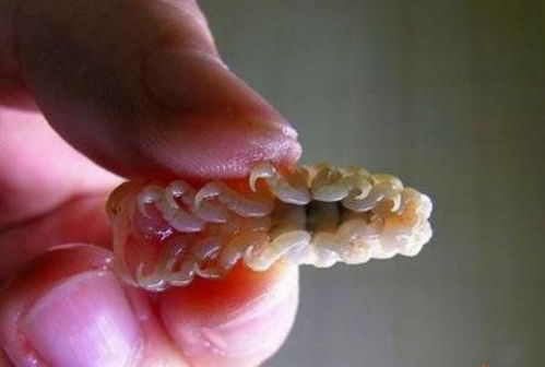 恐怖的外来物种 长牙食人鱼疑入侵美国 专咬男性生殖器 