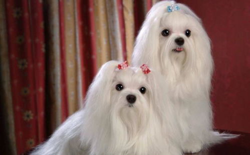 世界十大最漂亮的狗排名榜 微笑天使萨摩耶位列第一