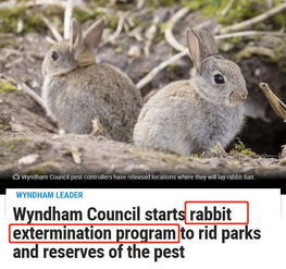 墨尔本开始杀兔兔了,有毒胡萝卜的诱饵遍布这些区,当心误食