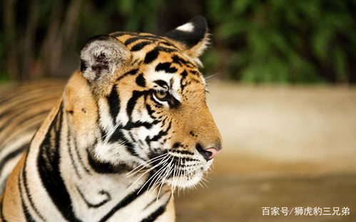 7大猫科动物实力排行榜 除狮虎豹之外,就属它们最厉害