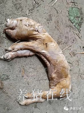 头胎猪为什么不能做母猪