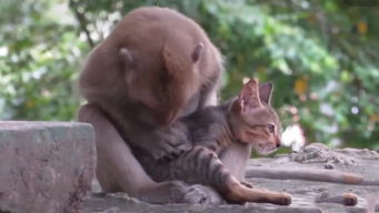 猫躺猴子怀里,猴子将猫当亲生孩子,网友 没有谁能抵挡猫的魅力