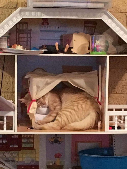 花钱买的猫窝还不如纸箱 猫真的可以在任何地方睡觉 