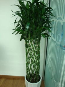 家中招财植物富贵竹的环保功效及养护指南,花瓶里放富贵竹子怎样让它活的更久