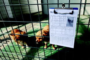 城阳流浪犬收养服务基地已收容220多只流浪犬 图