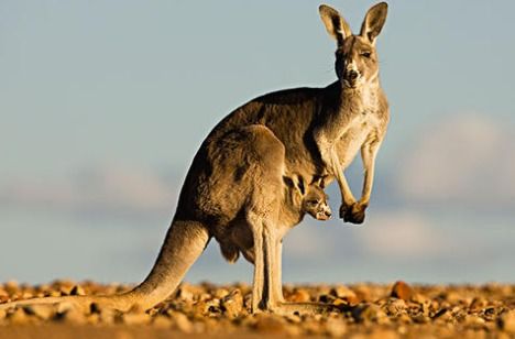 kangaroo的复数是 为什么 