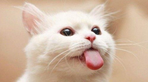 猫咪总是喜欢吐舌头,你以为猫咪在卖萌 可能是猫咪病了