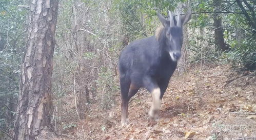 江西 珍稀野生动物频现 生物多样性保护成效显著