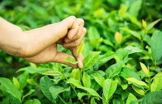 莆田品质好的白茶茶叶,莆田茶叶招商,哪个品牌的茶叶好 ？