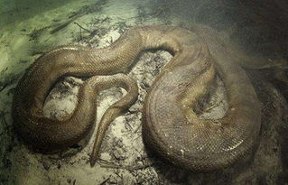 摄影师在巴西拍摄到最大蟒蛇, 体长8米, 重300斤