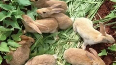 如何养兔子,尤其是小兔子繁殖前,如何给它们安全感