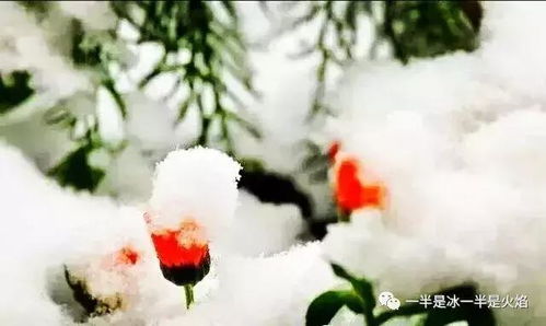 冬天雪花飞舞的诗句