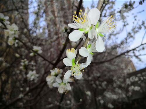 花谢了总会再开,春天一定会来