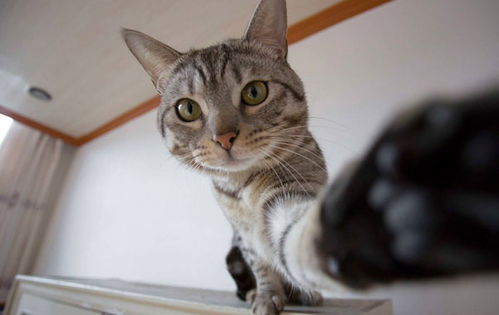 福州千宠百爱宠物医院 给猫咪看病时要避免的7个动作