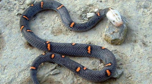 天哪,贵州竟然有19种毒蛇 野外踏青怕被咬,这篇文章来拯救你