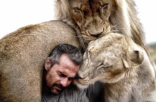 南非 狮语者 与狮群亲密接触唤保护意识 