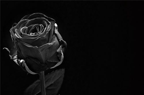 梦见黑玫瑰