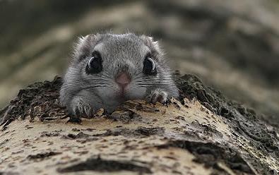 西伯利亚鼯鼠 这个画了眼线 涂了唇彩的小萌物,也称俄罗斯鼯鼠