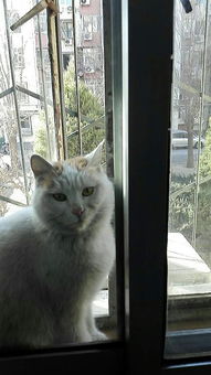 窗户外面的流浪猫要生了 