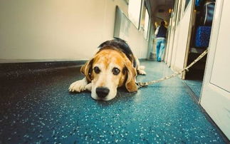 小型犬能带上火车吗要注意什么