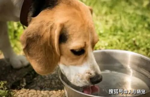 你知道吗 这七种水不能给狗狗喝,一不小心可能命就没了