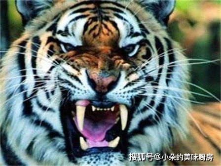 在中国,如果你想养老虎,可以这么做