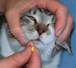 同样都是喂猫吃药,橘猫和其他猫的吃药方式很不一样