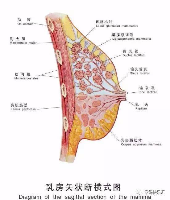 母乳会导致胸下垂吗 一张图告诉你真相 