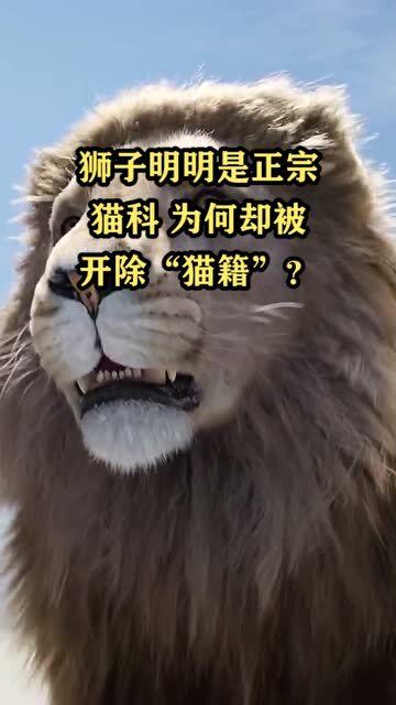 狮子明明是正宗猫科,为何却被开除 猫籍 
