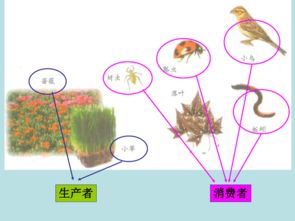 科学五年级上教科版1.5食物链和食物网 