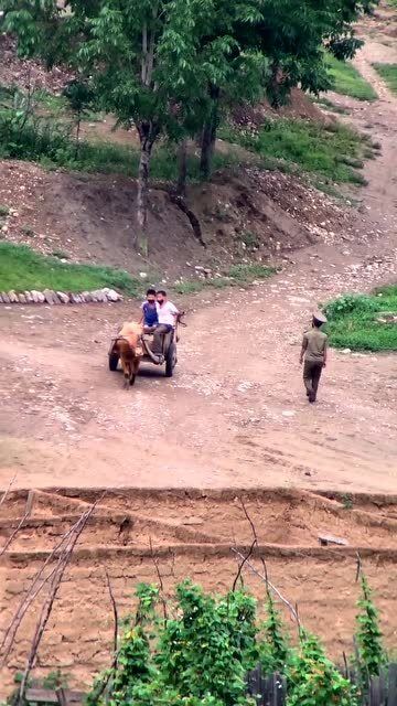 朝鲜的牛车构造非常简单,就一根横杆横在牛脖子上,下坡时牛要抬着头走 