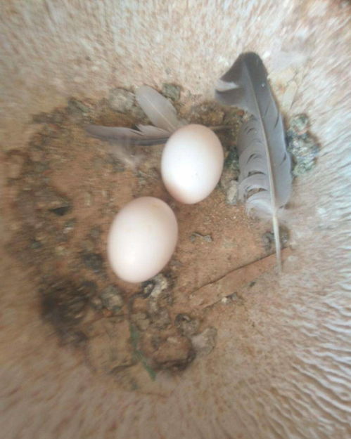 为什么鸽子蛋同时孵化,鸽子出壳时间还是有差异 