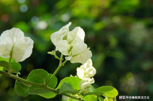 10月桃花娇艳四射,爱情翩然而至,邂逅真爱,牵手幸福的四大星座