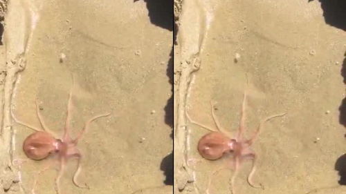 海边抓的章鱼,放在沙子里,没一会儿它就盾走了 
