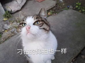 为什么吸猫治不好 