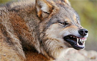 狼对阵斑鬣狗,非洲二哥的硬件优势太明显,不用打了