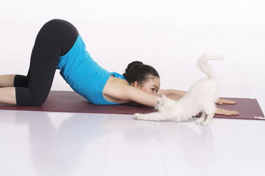 趣味动物瑜伽 让减肥瘦身变快乐
