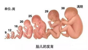 原创胎儿37周出生，和40周出生，哪个合适些？不妨了解一下