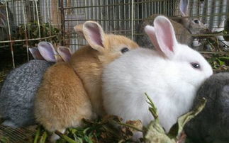 兔子黄尿病怎么预防