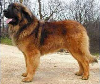 中国第一巨型犬 中国山犬真心太霸气