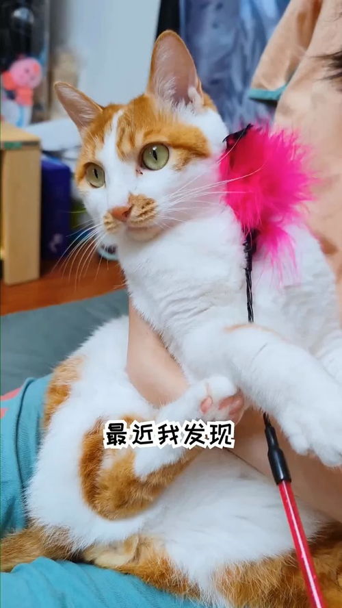 小猫咪玩逗猫棒也这么风格迥异吗 经纪人小微 