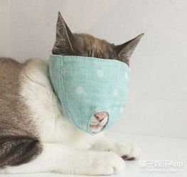 日本推出新款猫咪面罩,听说让主子看不见铲屎的就不会被挠了