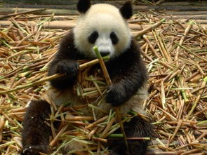 熊猫除了吃竹子还吃什么 