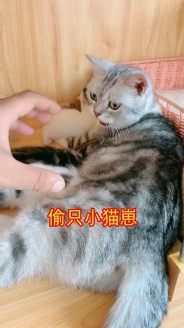 偷只小猫崽 