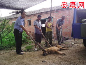 梦见拿棍子打狗使劲打