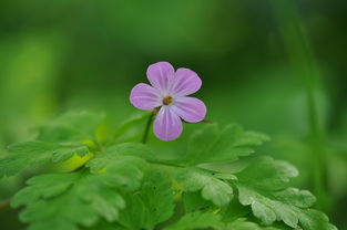 耐肥水培蔬菜品种（耐肥水生植物）