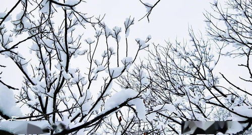 阳春二月雪,池上雪景美如画 上山