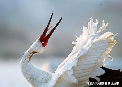 首批白鹤飞来鄱阳湖过冬,迁徙途中大吃特吃,几天内体重增加一倍