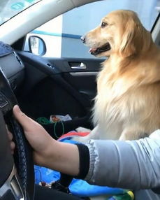 为什么不能让狗狗坐在车后座...你该看看这个